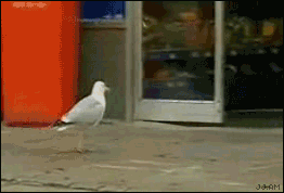 Image:Seagull_steals_chips.gif